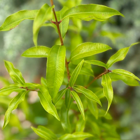 Aniseed Myrtle (Syzygium anisatum)