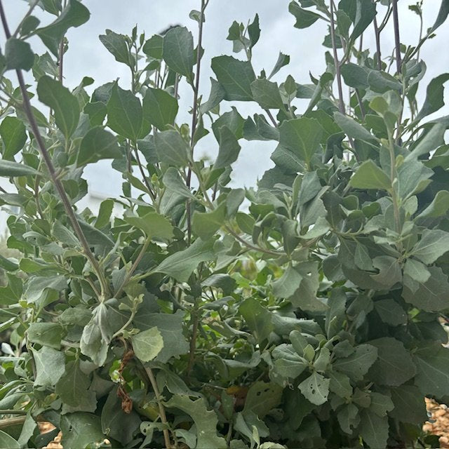 Old Man Saltbush (Atriplex Nummularia)