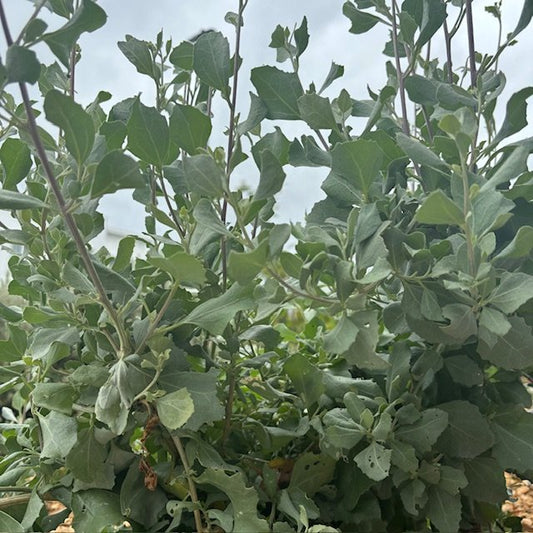 Old Man Saltbush (Atriplex Nummularia)