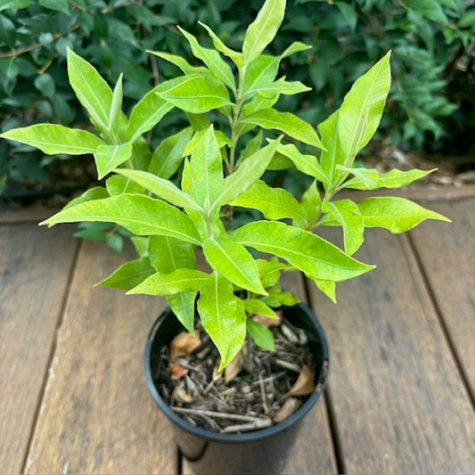 Lemon Myrtle Seedling