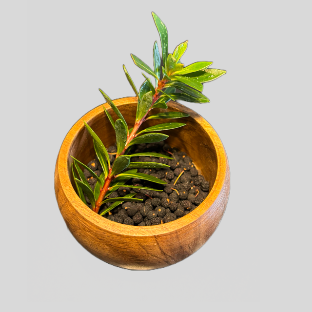 Tasmanian Pepperberry in bowl