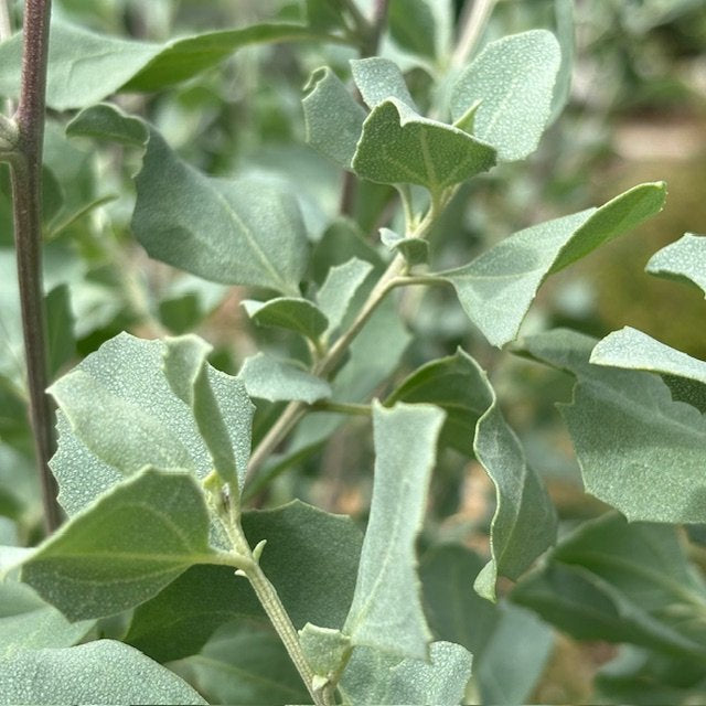 Old Man Saltbush