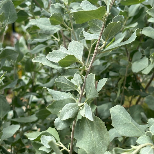 Saltbush (Atriplex Nummularia)