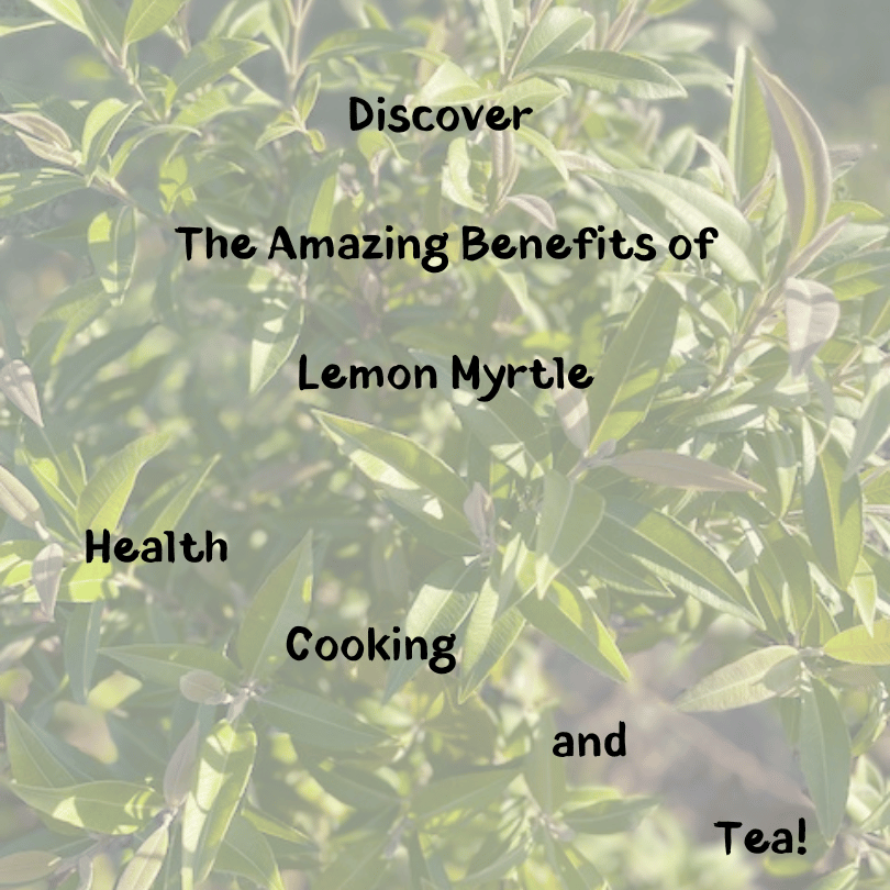 Discover the Amazing Benefits of Lemon Myrtle for Health, Cooking, and Tea!