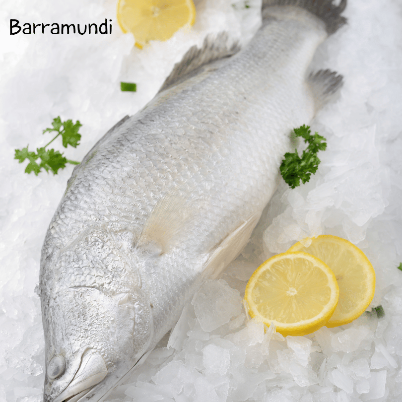 Native Seafood Rub - Barramundi on ice
