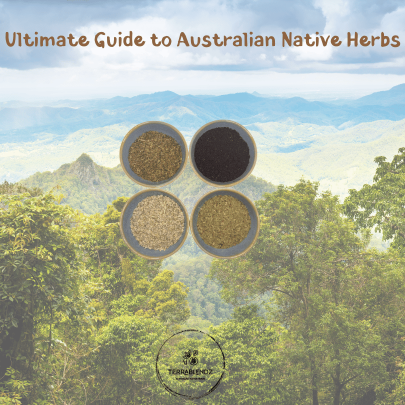 Terrablendz Ultimate Guide to Australian Native Herbs. Native herbs over a photo of the Queensland sub tropical rainforest