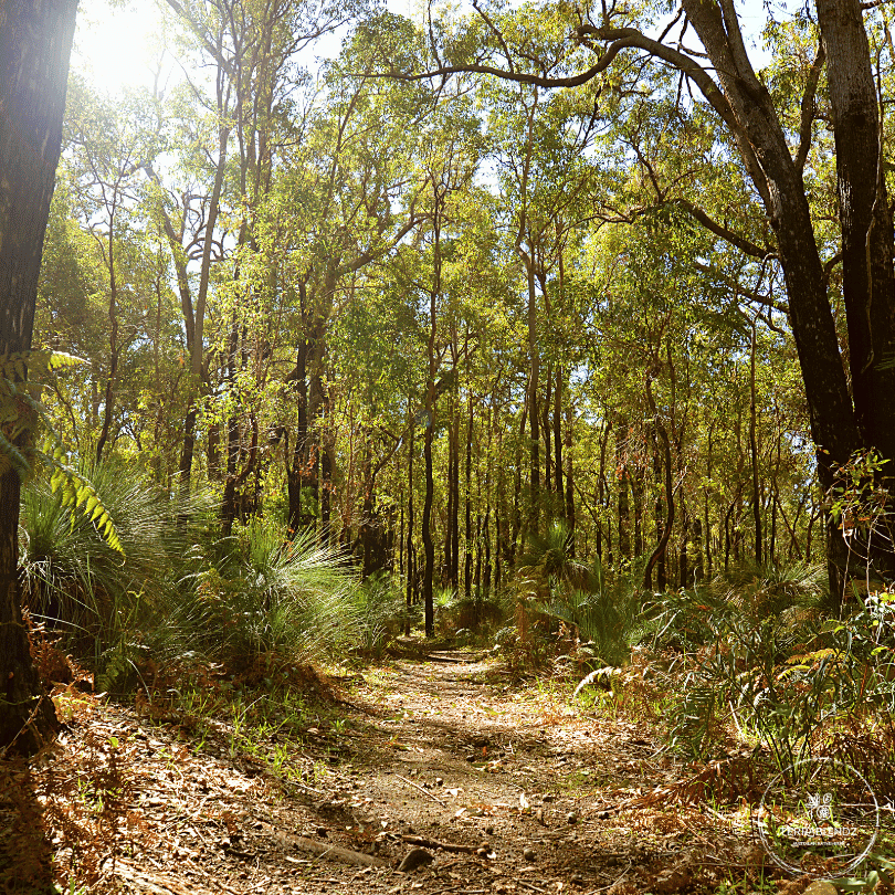 Dirt path through the Australian Bush