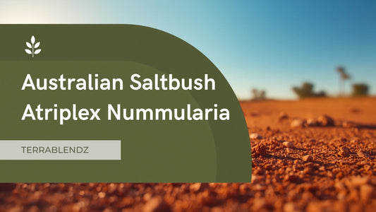 Old Man Saltbush (Atriplex Nummularia) plant growing in the Australian landscape — native saltbush herb