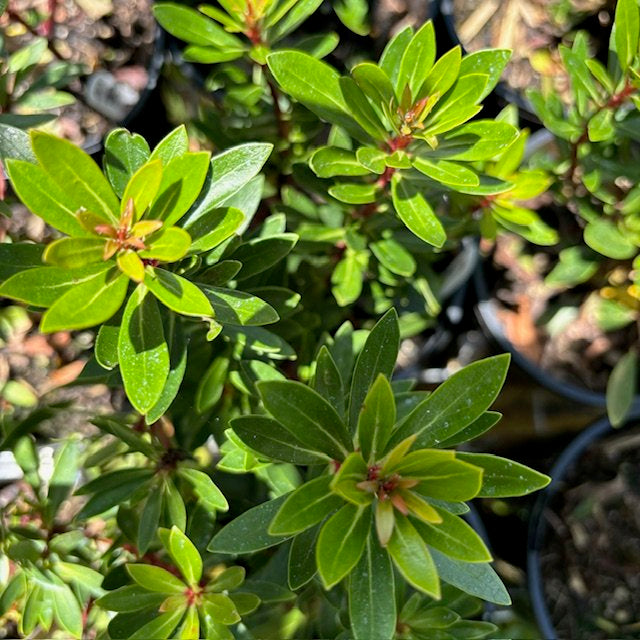 Tasmanian Pepperberry