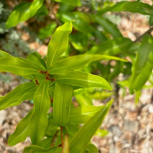 Aniseed myrtle Leaves