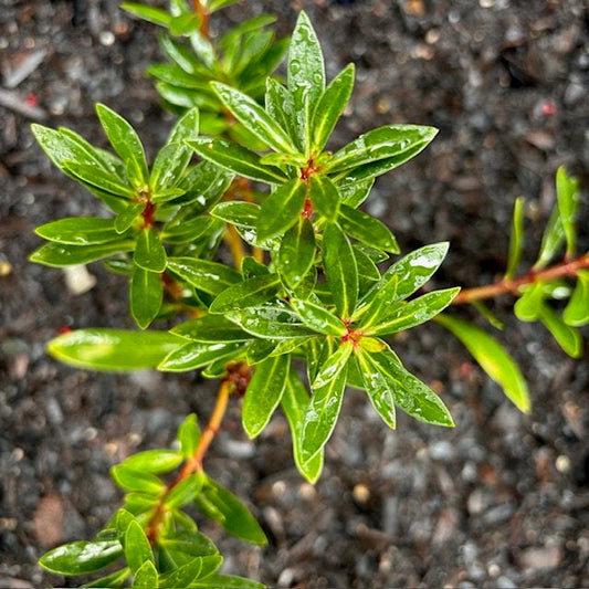 Tasmanian Pepperberry (Tasmannia Lanceolata)