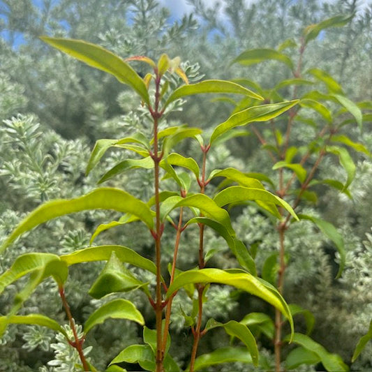 Best Australian Native Spices: Aniseed Myrtle (Syzygium anisatum)