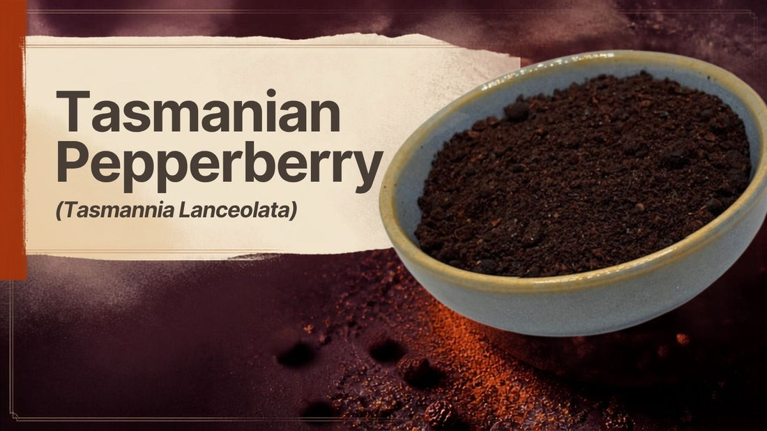 Tasmanian Pepperberry (Tasmannia lanceolata) — premium Australian native spice for BBQ rubs and seasoning by Terrablendz