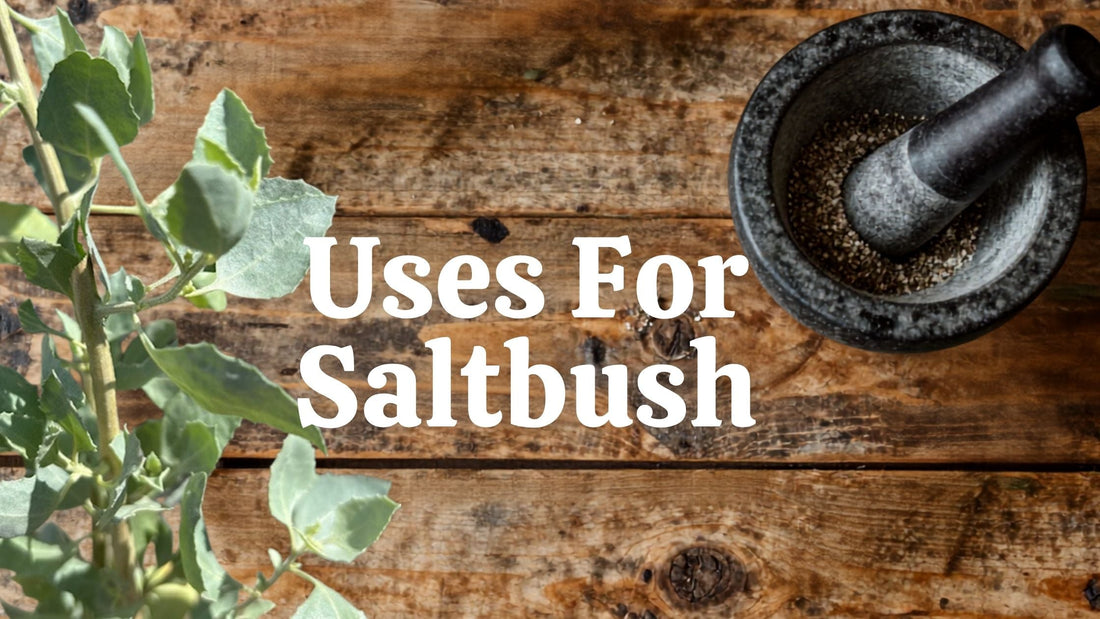 Uses for saltbush in cooking — Australian native herb seasoning by Terrablendz