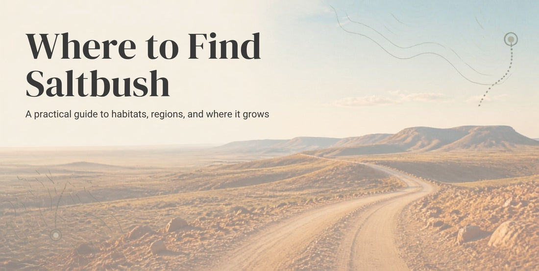 Where to find saltbush in Australia — Terrablendz dried Old Man Saltbush for BBQ rubs and seasoning