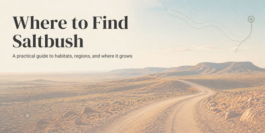 Where to find saltbush in Australia — Terrablendz dried Old Man Saltbush for BBQ rubs and seasoning